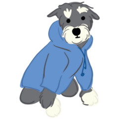 Schnauzer In Hoodie Sticker