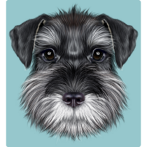 Schnauzer On Blue Sticker