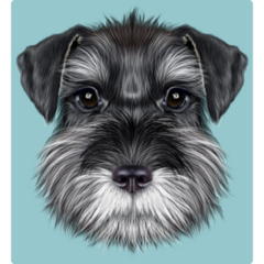 Schnauzer On Blue Sticker