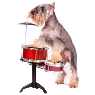 Schnauzer On Drums Sticker 