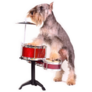 Schnauzer On Drums Sticker 