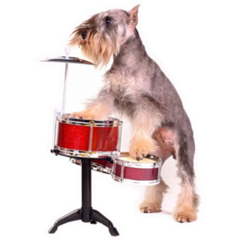 Schnauzer On Drums Sticker 