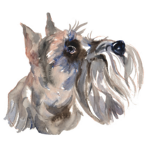 Schnauzer Painted Sticker