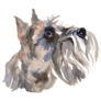 Schnauzer Painted Sticker
