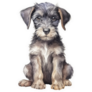 Schnauzer Puppy Sticker