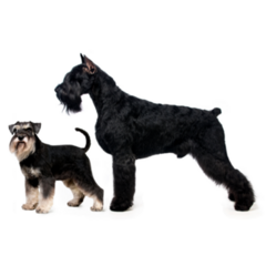 Schnauzer Sizes Sticker