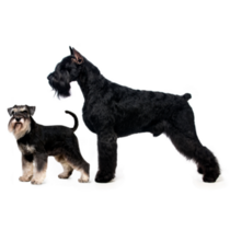 Schnauzer Sizes Sticker