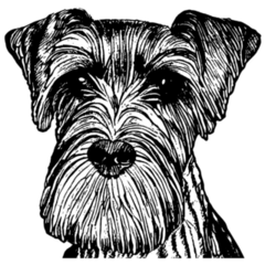 Schnauzer Sketch Sticker