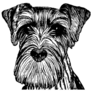 Schnauzer Sketch Sticker