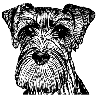 Schnauzer Sketch Sticker