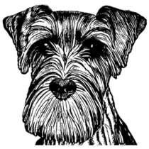 Schnauzer Sketch Sticker