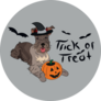 Schnauzer Trick/Treat Sticker