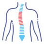 Scoliosis Line Color Icon Chiropractic Sticker