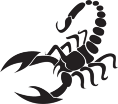 Scorpion Sticker