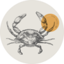 Sea Crab Drawn By Graphic Lines Sticker