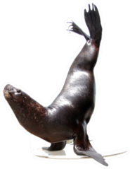 Sea Lion On Front Fins Isolated Over White Sticker