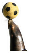 Sea Lion Playing With Soccer Ball Sticker