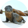 Sea Lion Pup On Beach In Galapagos Islands Sticker