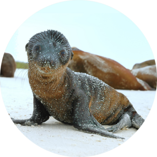 Sea Lion Pup On Beach In Galapagos Islands Sticker