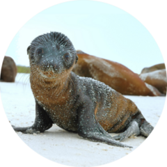 Sea Lion Pup On Beach In Galapagos Islands Sticker