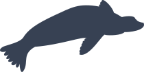 Sea Lion Seal Swimming Sticker