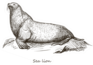 Sea Lion Sketch Isolated On White Background Sticker