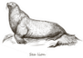 Sea Lion Sketch Isolated On White Background Sticker