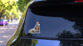 Sea Lion Sketch With Ball On Nose Sticker on a Rear Car Window (New) example
