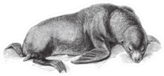 Sea Lion Vintage Illustration Sticker