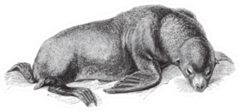 Sea Lion Vintage Illustration Sticker
