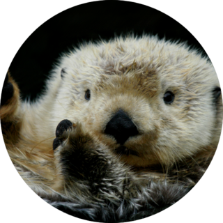 Sea Otter On Black Sticker