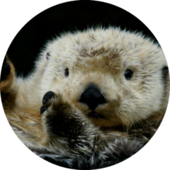 Sea Otter On Black Sticker