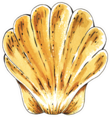Sea Scallop Seashell Watercolor Illustration Sticker