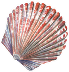 Sea Shell Painted Watercolor Sticker