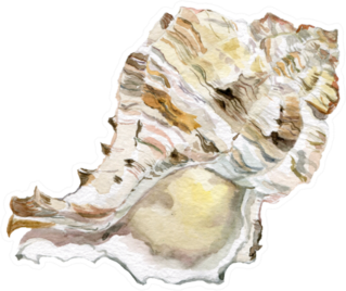 Sea Shells White Illustrations Sticker