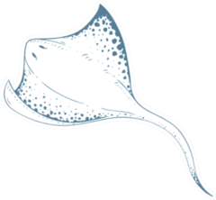 Sea Stingray Blue Sticker