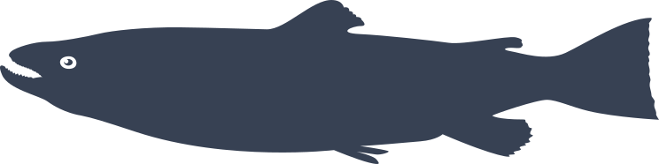 Sea Trout Fish Fishing Sticker