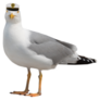 Seagull In Sea Cap Sticker