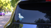 Seagull On Blue Sticker on a Rear Car Window (New) example