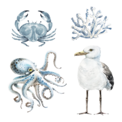 Seagulls Set Of Marine Locals Sticker 