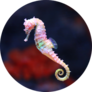 Seahorse (hippocampus) Swimming Sticker
