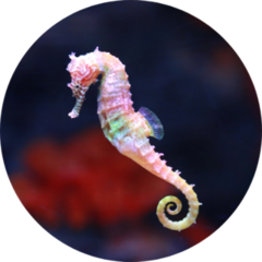 Seahorse (hippocampus) Swimming Sticker