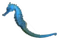 Seahorse Isolated On White Sticker