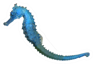 Seahorse Isolated On White Sticker