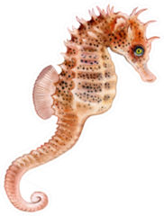 Seahorse Watercolor. Illustration. Sticker