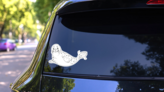 Seal Or Sea Lion On White Sticker on a Rear Car Window (New) example