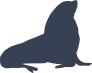 Seal Sea Lion Raising Head Sticker