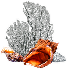 Seashells, Reef Coral Vintage Marine Sea Life Sticker