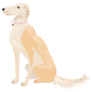 Seated Saluki Sticker