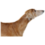 Senior Saluki Sticker